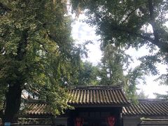 -泡桐树街