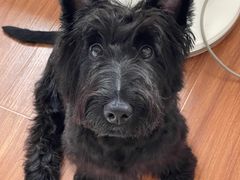 -帕帕拉兹宠物(亚洲旗舰店)