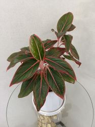 -上海漾颜医疗美容