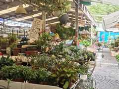 -曲阳花鸟市场(曲阳路店)