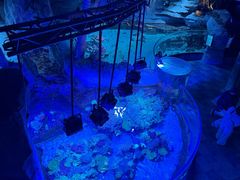 -迪拜水族馆及水下动物园