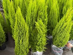 -龙大花卉苗木市场