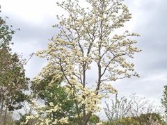 -顾村公园