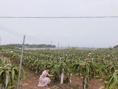 -硇洲岛旅游区