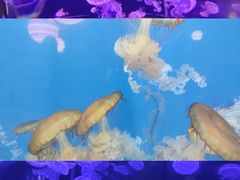 -烟台海昌鲸鲨海洋公园