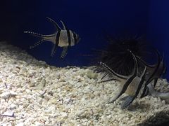 -上海海洋水族馆