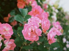 -贡湖湾湿地公园