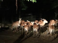 -清迈夜间动物园