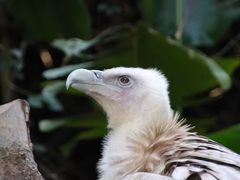 -广州长隆野生动物世界