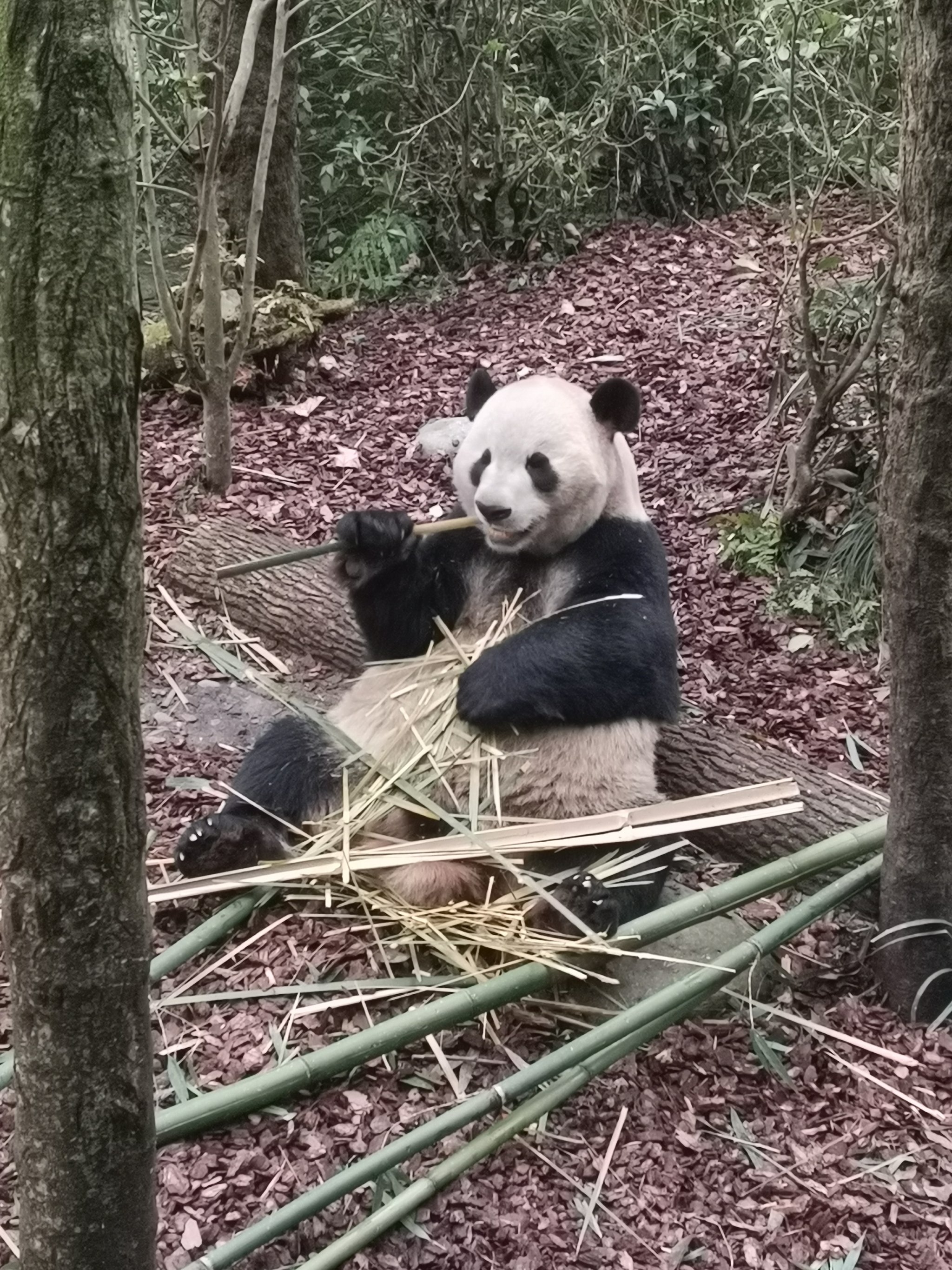 小熊猫大熊猫图片