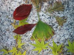 -玛格萝妮(汇智国际商业中心店)