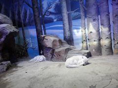 -芜湖新华联大白鲸海洋公园