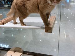-momokira米努特·德文卷毛猫·棉花面纱犬