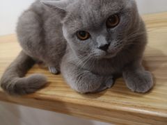 -李小姐の猫咖啡馆(五角场店)