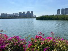-五缘湾湿地公园