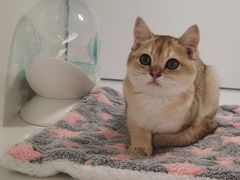 -1013 PET SHOP精品宠物商店(丁香店)