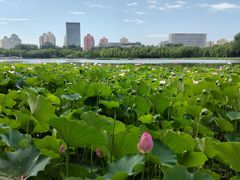 -莲花池公园
