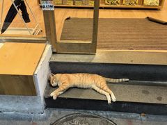 -猫的天空之城概念书店(大学路店)
