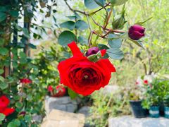 -国家植物园南园