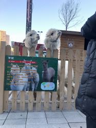 点击看大图 -萌宠亲子动物乐园(槐房万达店)