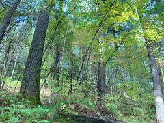 -五营红松林海景区