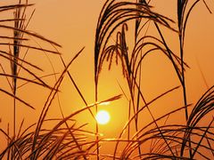 -汉长安城未央宫国家考古遗址公园