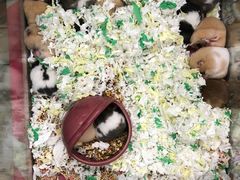 -钓仓鼠(洋桥北里小区店)