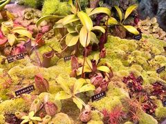 -中国科学院西双版纳热带植物园