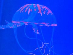 -洛阳龙门海洋馆