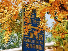 -三里屯东五街银杏大道
