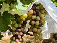 -马陆小张葡萄园农家乐