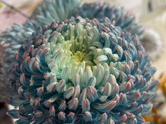 -循礼门鲜花花市(武汉循礼门店)