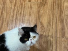 -MOCHA明星猫咖(田子坊店)