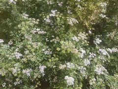 -同州传统面馆(东大街)