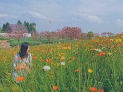 -紫颐香薰山谷景区