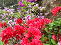 -梧桐山风景名胜区