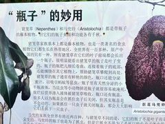 -中国科学院西双版纳热带植物园