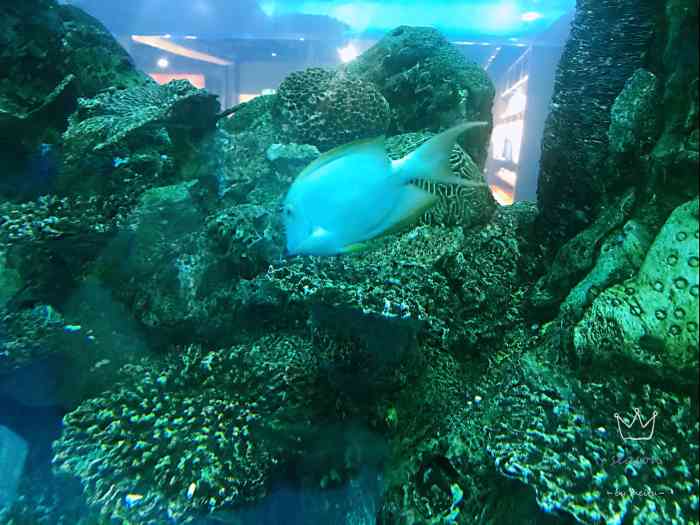 乐从天佑城海洋馆