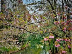 -上海共青森林公园