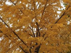 -三里屯东五街银杏大道