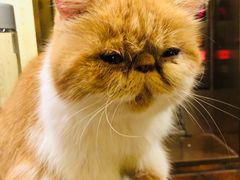 -more than meow吴止猫主题餐厅(承德 中船汇店)