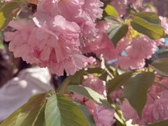 -麦当劳(朝阳北路店)