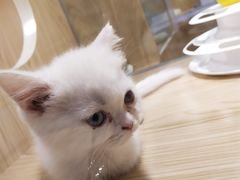 -屋虎猫馆(宝安大仟里店)