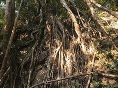-西双版纳基诺山寨
