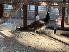 -南宫五洲植物乐园