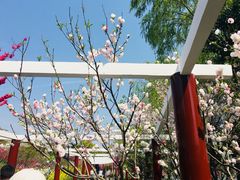 -南汇水蜜桃采摘(大团店)