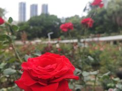 -人民公园(罗湖区)