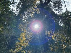 -云南屏边大围山国家公园