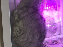 -佳雯宠物医院(四明中路分院)