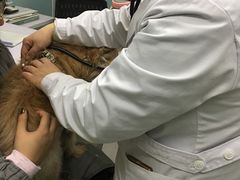 -中农大我爱我爱24h动物医院·中医针灸·猫专科·骨科医疗中心(双井店)